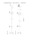 NON-HUMAN ANIMALS HAVING A HUMANIZED CLUSTER OF DIFFERENTIATION 47 GENE diagram and image