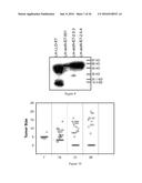 COMPOSITIONS AND METHODS FOR TREATMENT OF NON-HODGKINS LYMPHOMA diagram and image