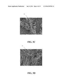 VISIBLE LIGHT RESPONSE CATALYST STRUCTURE AND PROCESS FOR MANUFACTURING     THE SAME diagram and image