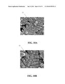 VISIBLE LIGHT RESPONSE CATALYST STRUCTURE AND PROCESS FOR MANUFACTURING     THE SAME diagram and image