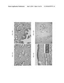 Bifunctional AKR1C3 Inhibitors/Androgen Receptor Modulators and Methods of     Use Thereof diagram and image