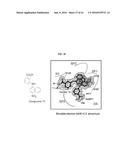 Bifunctional AKR1C3 Inhibitors/Androgen Receptor Modulators and Methods of     Use Thereof diagram and image