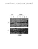 NOGO Receptor Antagonists diagram and image