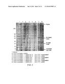 MONOCLONAL ANTIBODIES AGAINST AMYLOID BETA PROTEIN AND USES THEREOF diagram and image