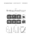 COMPOSITION FOR MAINTAINING CHROMOSOMAL STABILITY OF PLURIPOTENT STEM     CELLS, CONTAINING SMALL-MOLECULE COMPOUND diagram and image