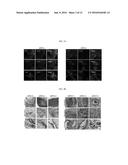 COMPOSITION FOR MAINTAINING CHROMOSOMAL STABILITY OF PLURIPOTENT STEM     CELLS, CONTAINING SMALL-MOLECULE COMPOUND diagram and image