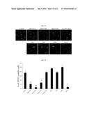 COMPOSITION FOR MAINTAINING CHROMOSOMAL STABILITY OF PLURIPOTENT STEM     CELLS, CONTAINING SMALL-MOLECULE COMPOUND diagram and image