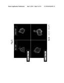 CELL MASS CAPABLE OF SERVING AS A PRIMITIVE ORGAN-LIKE STRUCTURE COMPRISED     OF A PLURALITY OF CELL TYPES OF SOMATIC ORIGIN diagram and image