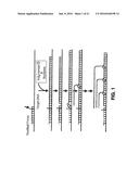 MUTANT ENDONUCLEASE V ENZYMES AND APPLICATIONS THEREOF diagram and image