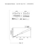 MUTANT ENDONUCLEASE V ENZYMES AND APPLICATIONS THEREOF diagram and image