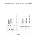 MUTANT ENDONUCLEASE V ENZYMES AND APPLICATIONS THEREOF diagram and image