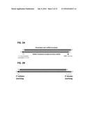 Compositions and Methods for Regulating Gene Expression via RNA     Interference diagram and image