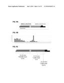 Compositions and Methods for Regulating Gene Expression via RNA     Interference diagram and image