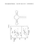 METHOD FOR SYNTHESIZING SELECTIVELY LABELED RNA diagram and image