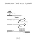 MATERIALS AND METHODS FOR PROFILING MICRORNAS diagram and image