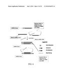 MATERIALS AND METHODS FOR PROFILING MICRORNAS diagram and image