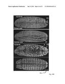 Multiview Light-Sheet Microscopy diagram and image