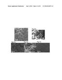 Porous Silicon Oxide (SiO) Anode Enabled by a Conductive Polymer Binder     and Performance Enhancement by Stabilized Lithium Metal Power (SLMP) diagram and image