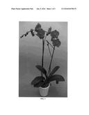 Phalaenopsis orchid plant named  PHALDRIBIP  diagram and image