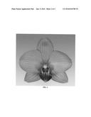 Phalaenopsis Orchid Plant Named  PHALFYPCI  diagram and image