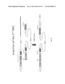 ANIMAL MODELS AND THERAPEUTIC MOLECULES diagram and image