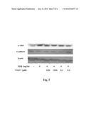 TREATMENT OF PULMONARY FIBROSIS USING AN INHIBITOR OF CBP/CATENIN diagram and image