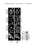 PROTEASOME INHIBITORS AND USES THEREOF diagram and image