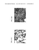 PROTEASOME INHIBITORS AND USES THEREOF diagram and image