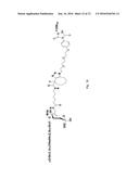 Cycloalkyne Derivatized Saccharides diagram and image