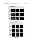 METHODS OF INTERCELLULAR AND INTRACELLULAR DELIVERY SUBSTANCES     ENCAPSULATED IN A DELIVERY VEHICLE diagram and image