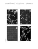 IMPROVED REVERSIBLE ADHESIVES AND METHODS OF FORMING THE SAME diagram and image