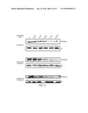 NON-RIBOSE CONTAINING INHIBITORS OF HISTONE METHYLTRANSFERASE DOT1L FOR     CANCER TREATMENT diagram and image
