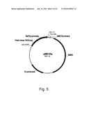 Polypeptides Having Lipase Activity and Polynucleotides Encoding Same diagram and image