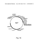 Polypeptides Having Lipase Activity and Polynucleotides Encoding Same diagram and image