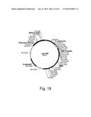 Polypeptides Having Lipase Activity and Polynucleotides Encoding Same diagram and image