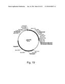 Polypeptides Having Lipase Activity and Polynucleotides Encoding Same diagram and image