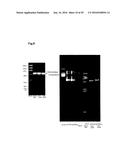 BACTERIAL HYALURONIDASE AND PROCESS FOR ITS PRODUCTION diagram and image