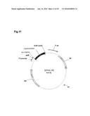 BACTERIAL HYALURONIDASE AND PROCESS FOR ITS PRODUCTION diagram and image