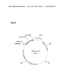 BACTERIAL HYALURONIDASE AND PROCESS FOR ITS PRODUCTION diagram and image