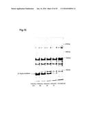 BACTERIAL HYALURONIDASE AND PROCESS FOR ITS PRODUCTION diagram and image