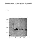 BACTERIAL HYALURONIDASE AND PROCESS FOR ITS PRODUCTION diagram and image