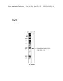 BACTERIAL HYALURONIDASE AND PROCESS FOR ITS PRODUCTION diagram and image