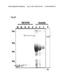 BACTERIAL HYALURONIDASE AND PROCESS FOR ITS PRODUCTION diagram and image