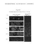 CELL CULTURING METHOD, CELL CULTURING APPARATUS AND KIT diagram and image