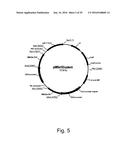 3-HYDROXYPROPIONIC ACID PRODUCTION BY RECOMBINANT YEASTS EXPRESSING AN     INSECT ASPARTATE 1-DECARBOXYLASE diagram and image