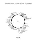 3-HYDROXYPROPIONIC ACID PRODUCTION BY RECOMBINANT YEASTS EXPRESSING AN     INSECT ASPARTATE 1-DECARBOXYLASE diagram and image