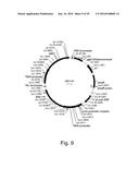 3-HYDROXYPROPIONIC ACID PRODUCTION BY RECOMBINANT YEASTS EXPRESSING AN     INSECT ASPARTATE 1-DECARBOXYLASE diagram and image