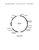 3-HYDROXYPROPIONIC ACID PRODUCTION BY RECOMBINANT YEASTS EXPRESSING AN     INSECT ASPARTATE 1-DECARBOXYLASE diagram and image