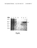 Inositol Biotransformation diagram and image