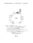 DEVICE AND METHODS OF USING DEVICE FOR DETECTION OF AMINOACIDOPATHIES diagram and image